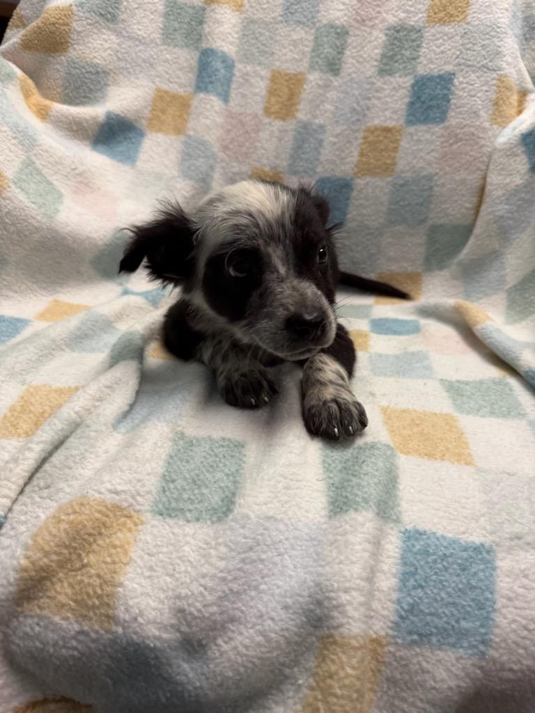 Poppy